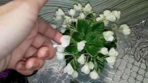 Миниатюрные сорта фиалок. Фиалки у Алисы.