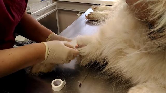 Постановка катетера собаке смотреть онлайн