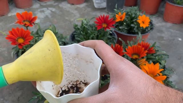 पोधा सर्दी का है पर चलता 12 Months /साल भर है  || Gazania Plant Care Tips || Winter Flowers 2023 смотреть онлайн