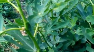 Как увеличить урожай инжира