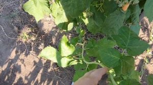 Малина ОРАНЖЕВОЕ ЧУДО или ЖЕЛТЫЙ ГИГАНТ.Помогите разобраться.Малина мечты.Рипоаллергенная и вкусная