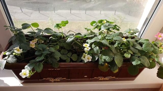 ЗЕМЛЯНИКА НА ОКОШКЕ . ВЫРАЩИВАНИЕ ЗЕМЛЯНИКИ  ДОМА #земляникавыращиваниенаокошкедома