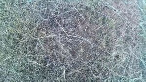 ДРАТХААР Натаска по кровиному следу