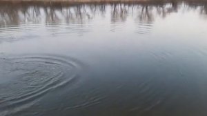 RB. Жерех на блесну Делфи.