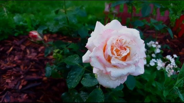 Розы в саду: первое цветение в 2021 - часть 2 | Black Magic, Baccara, Athena, Parfume de Liberte .. смотреть онлайн