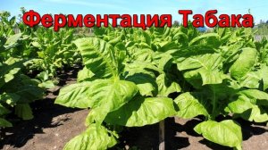 Как ферментировать Табак - без ферментатора - простые способы.