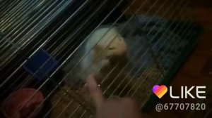 фретки умные животные,Кики