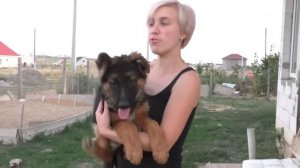 Хочешь такого? Щенки длинношерстной немецкой овчарки.Одесса  For sale! German Shepherd puppies.