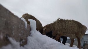 Содержание баранов зимой