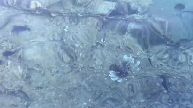 Шарм эль Шейх. Бухта Sharks bay. Egypt. Red sea смотреть онлайн