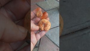 Рыжики.Грибы  краснодарского края и Адыгеи.