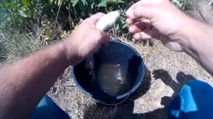 Ловля белого амура и карпа. Куцеволовка.