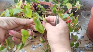 Что делать с белеконией осенью?отвечаю на вопросы🌸🌿🍂