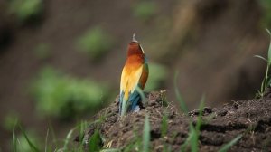 Птицы Ростовской области