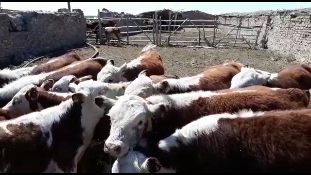 Бычки мясных пород на продажу. Казахская белоголовая, Герефорд, Симментал, Абердин Ангус итд. Импорт