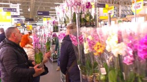 Это ВТОРОЙ видео обзор орхидей к 8 марта в Леру Мерлен, с названиями.