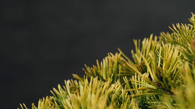 ГРЖЕСЬ - Сосна горная (Pinus mugo 'Grześ') - меняет цвет зимой.