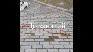 Дрессировка Джекрассела.Собка и машина.С Вами кинолог Севостьянова Наталья