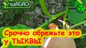 СРОЧНО ОБРЕЖЬТЕ ЭТО У ТЫКВЫ! Прокачка тыквы на урожай, сладость и отличное хранение.