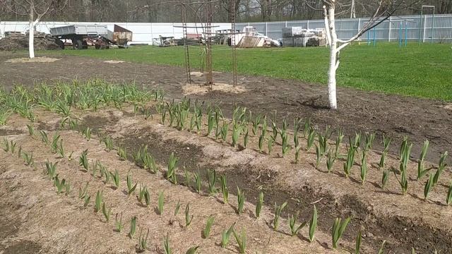 Сто процентная всхожесть чеснока! Что и как надо делать! смотреть онлайн