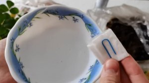 Посев Земляники (Клубники) семенами на рассаду. Земляника садовая ремонтантная.