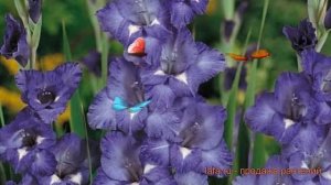 Гладиолус крупноцветковый Блу Айл (gladiolus) ? обзор: как сажать, луковицы гладиолуса Блу Айл