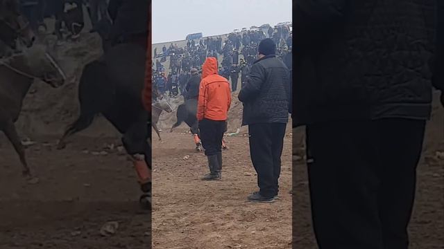 17 01 2024 Бузкашии Спитамен нов смотреть онлайн