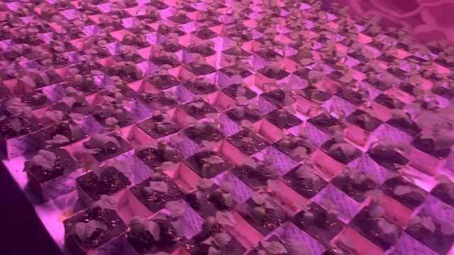 Пикировка черри Сассари. смотреть онлайн