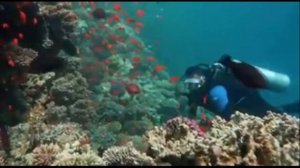 Egypt. Red Sea. КОРАЛЛОВЫЕ РИФЫ КРАСНОГО МОРЯ. ЕГИПЕТ