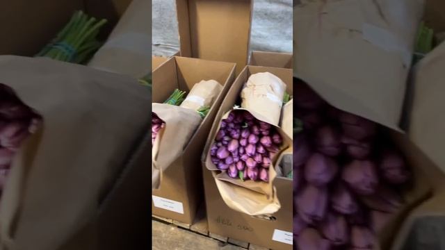Обзор отправки тюльпанов #тюльпаны #выгонкатюльпанов #тюльпаны8марта #тюльпаныоптом