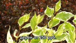 Черенкование декоративных кустарников. Два способа
