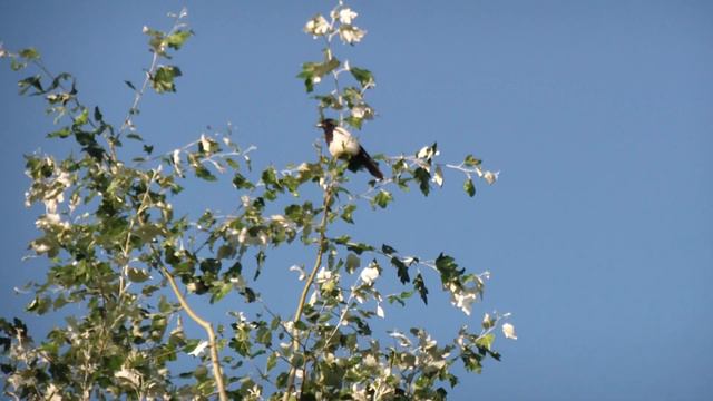 Утро в парке. Сорока на посту. Все заняты своими делами.... Болотце с крокодилом... смотреть онлайн