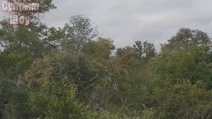 ЛЕВ В ДЕЛЕ! Лев против слона, крокодила, жирафа