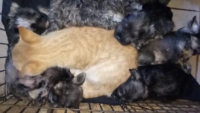 Кот-нянька щенков)) смотреть онлайн