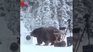 Медведь нападает