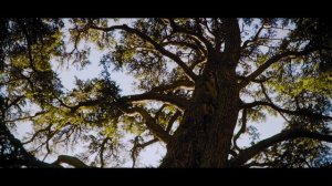 World Of Warcraft OST - Teldrassil Music (Night Elves Music) - Erhu Cover by Eliott Tordo