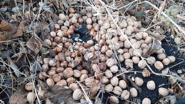 Подарок мышей, кучка орехов собранная мышами.