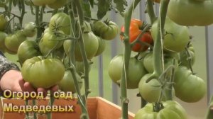 Первый уход за томатами