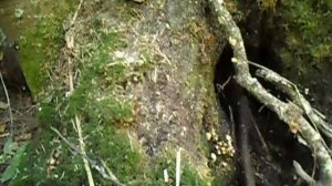 Первые настоящие осенние грибы-опята.