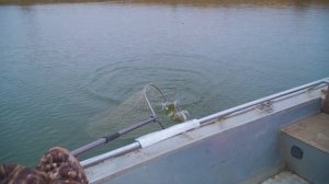 Традиционный Астраханский способ ловли хищника на СТУК! Судак, Щука, Берш.