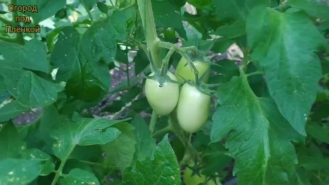 Выращивания томатов. Разные подкормки для томатов смотреть онлайн