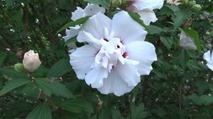 Hibiscus syriacus var. Speciosus (ibišek syrský)