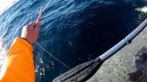 Териберка 2023г.  "Монстры" Баренцева моря.Teriberka 2023 Trophy "monsters" of the Barents Sea.