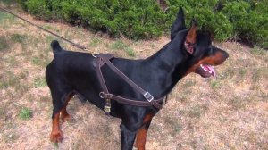 Training Leather Dog Harness for Dobermann and Other Large Dogs