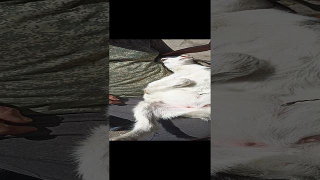 Коза сбежала к соседу