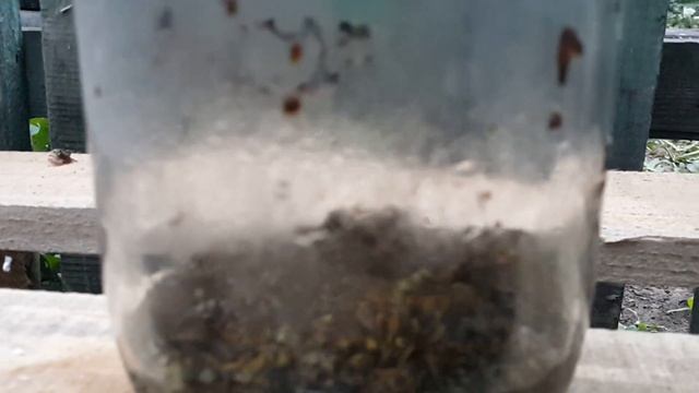 Борьба с осами нападение ос на пчел ловушка для ос смотреть онлайн