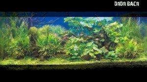 Красивые аквариумы!