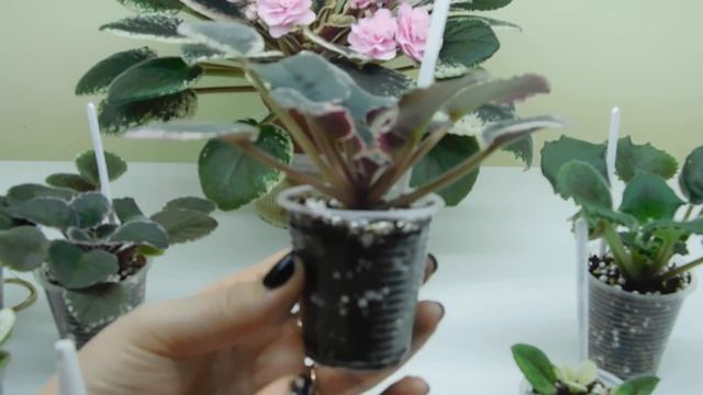 Как отпоить пересушенную фиалку и отрегулировать полив? смотреть онлайн
