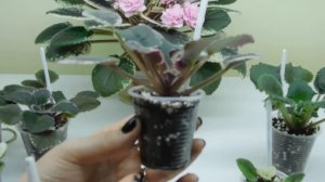 Как  отпоить пересушенную фиалку и отрегулировать полив?