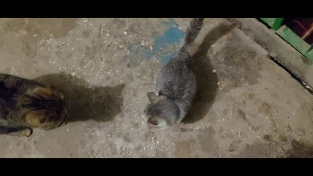 Подкинули котенка с кошкой в подъезд. Котенок болеет